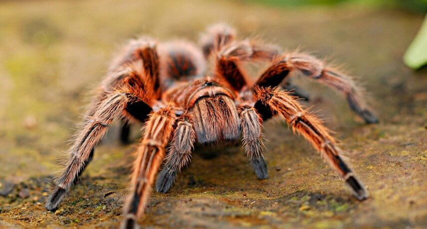 Spinnen: Fakten, Furcht und Faszination