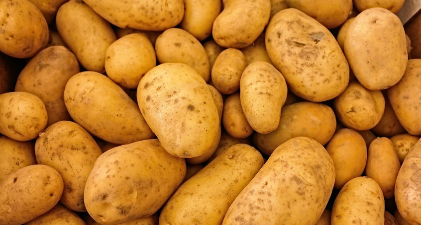 Start der Kartoffelernte