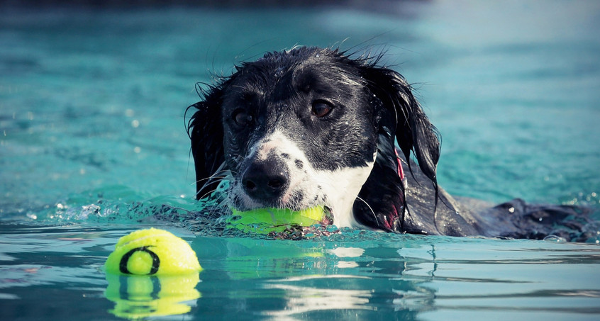 Hundeschwimmen zum Saisonabschluss