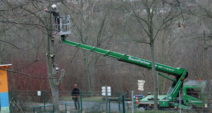 Baumpflege im Zoopark Erfurt