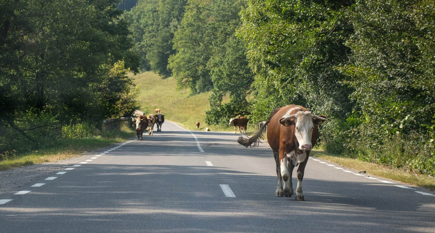 Motorradfahrer kollidiert mit Kuh