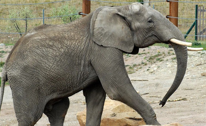 Elefantenbulle Kibo wird heute 14