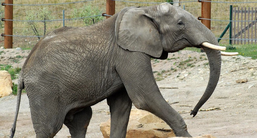 Elefantenbulle Kibo wird heute 14