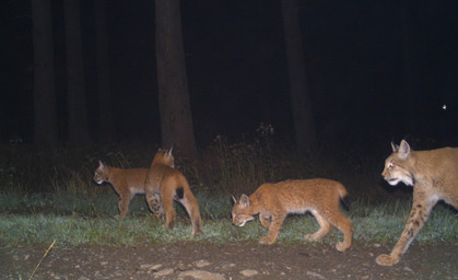 Luchsnachwuchs in Thüringen