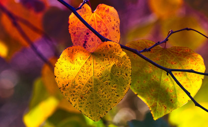 Goldenes Oktober-Wochenende voraus