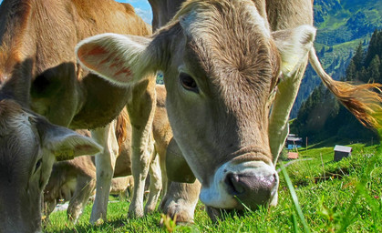 30 Jahre nach der Einheit ist die Grenze nun auch für Thüringer Kühe offen