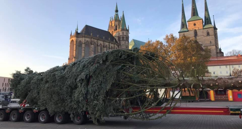 Erfurter Weihnachtsbaum wird heute aufgestellt