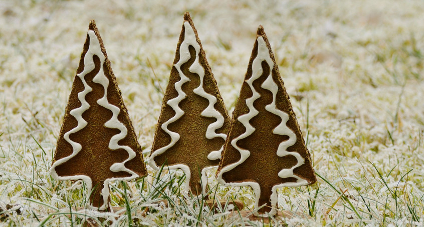 Genug Weihnachtsbäume trotz Hitzesommer 