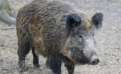 Einbrecher entpuppt sich als Wildschwein