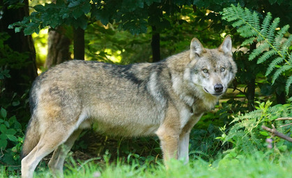 Wolf bei Unfall auf Autobahn getötet