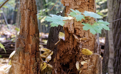 Waldschäden: Auszahlung der Soforthilfe beginnt