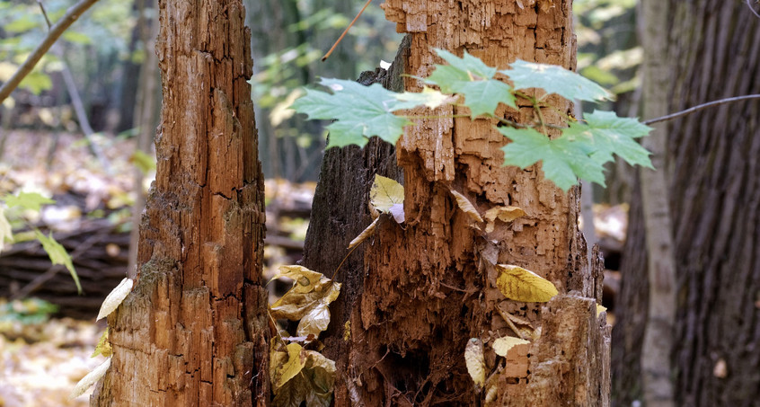 Waldschäden: Auszahlung der Soforthilfe beginnt