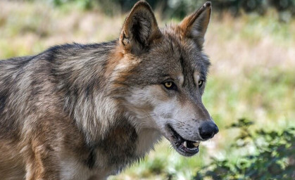 Ohrdrufer Wölfin darf getötet werden
