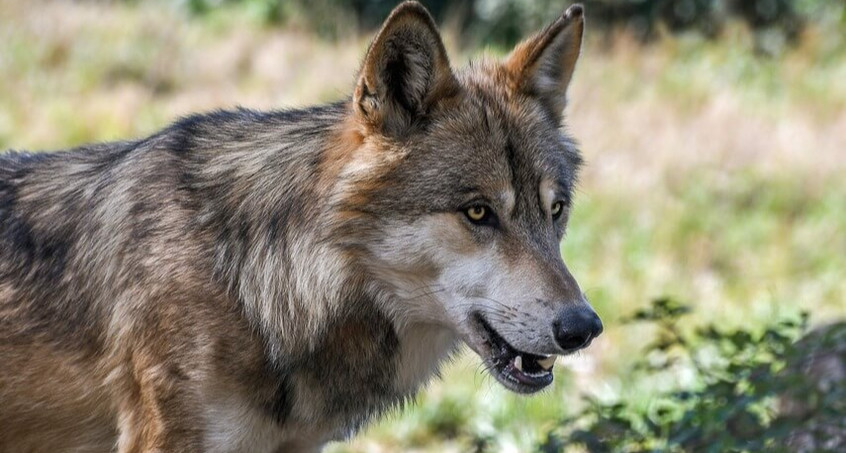 Ohrdrufer Wölfin darf getötet werden