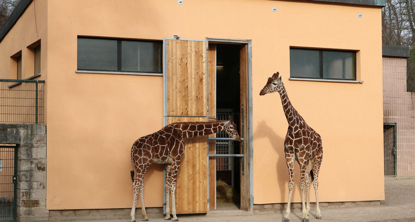 Im Zoopark Erfurt wird durchgezählt