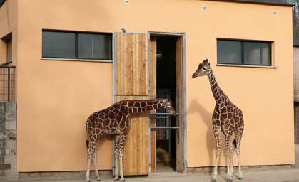 Im Zoopark Erfurt wird durchgezählt
