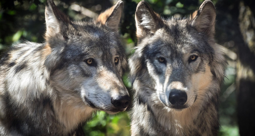 Jagd auf Wolfshybriden bei Ohrdruf geht weiter