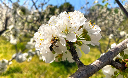 Obstbauern wollen mehr Wildbienen in den Kirschplantagen