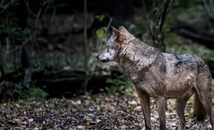 Thüringer Tierparks in der Corona-Krise