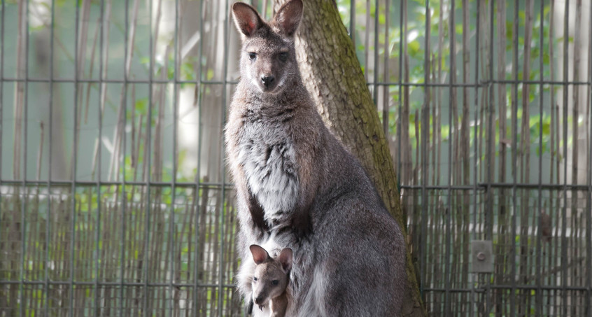 Große Freude über tierischen Nachwuchs