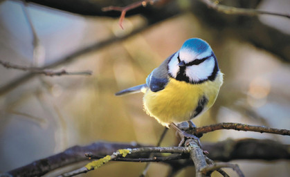 Naturschutzbund zählt am Wochenende Vögel