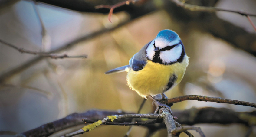 Naturschutzbund zählt am Wochenende Vögel