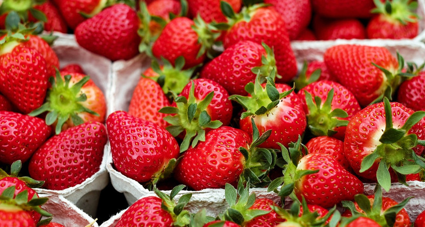 Freiluft-Erdbeerernte in Thüringen startet diese Woche