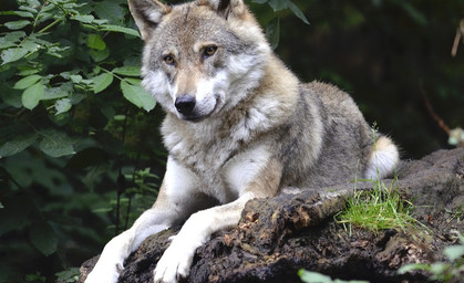 Tausende Unterschriften gegen Abschuss der Wölfin