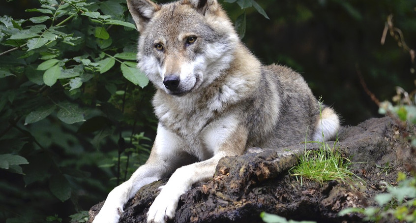 Tausende Unterschriften gegen Abschuss der Wölfin