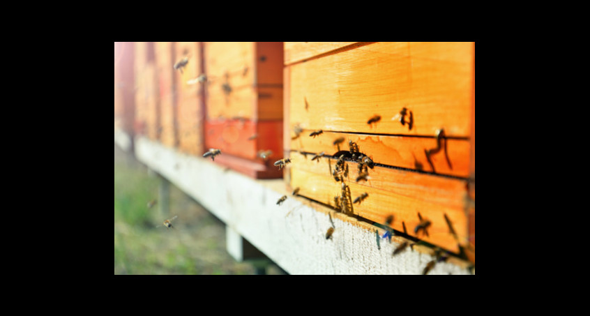 Bienenschwarm greift Leute in Steinbach an