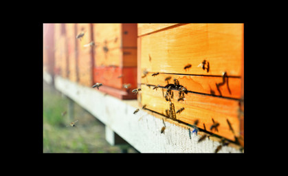 Bienenschwarm greift Leute in Steinbach an