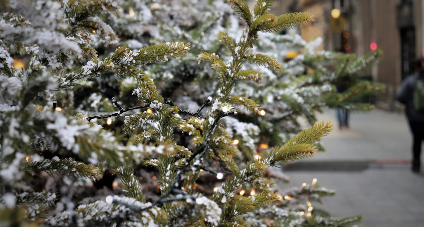 Nordhausen sucht Weihnachtsbäume