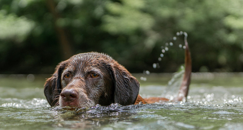 Die Hundstage kommen!