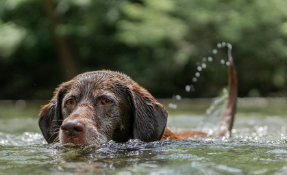 Die Hundstage kommen!