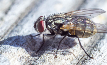 Fliegenproblem in Eckstedt