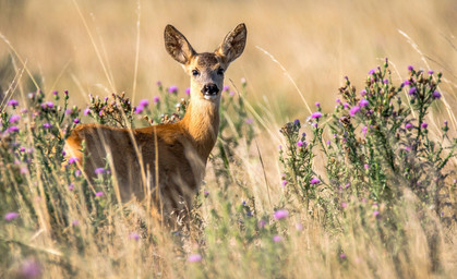 Paarungszeit der Rehe