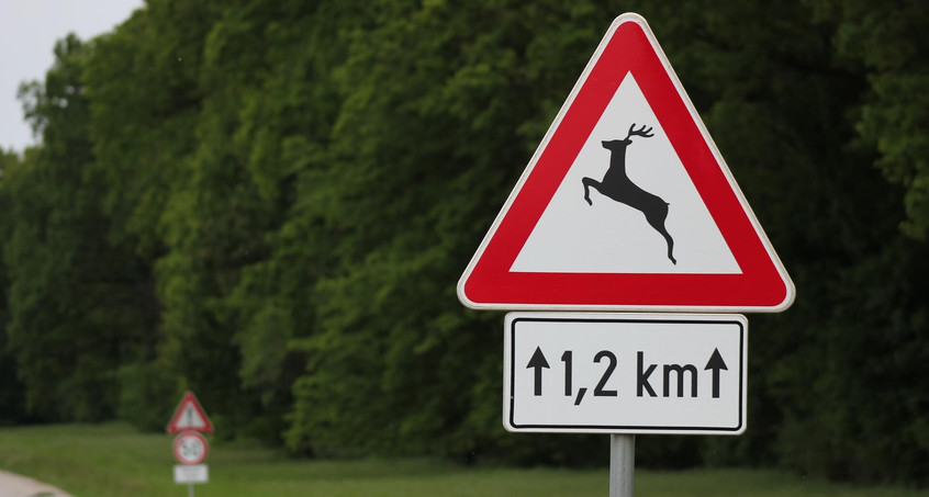 Was tun bei Wildunfällen?