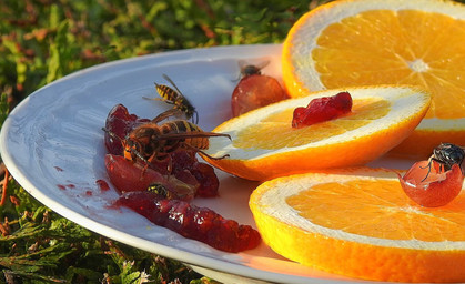 Wespen, die unangenehmen Gäste beim Essen im Freien