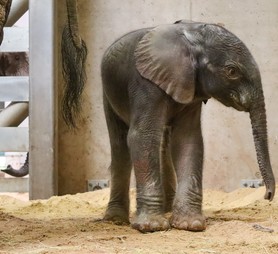 Elefantenjungtier | Thüringer Zoopark Erfurt