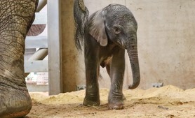 Elefantenjungtier | Thüringer Zoopark Erfurt