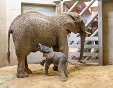 Elefantenjungtier | Thüringer Zoopark Erfurt