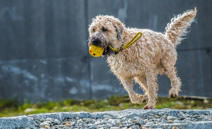 Neues Gassi-Gesetz für Hundehalter und -züchter geplant