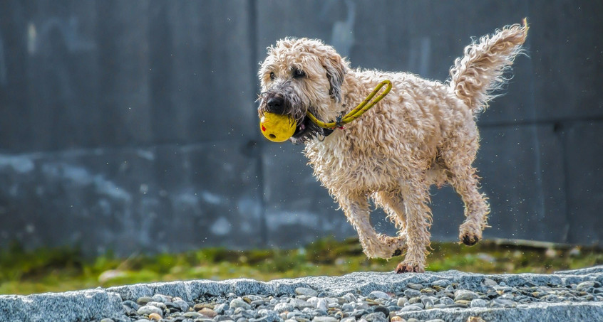 Neues Gassi-Gesetz für Hundehalter und -züchter geplant