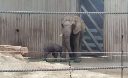 Elefantenbaby im Erfurter Zoo hat einen Namen