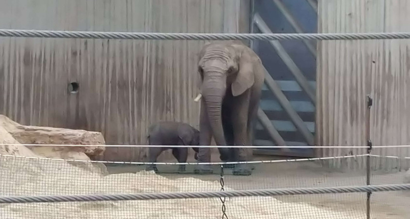Elefantenbaby im Erfurter Zoo hat einen Namen