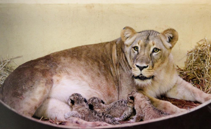 Sensation im Thüringer Zoopark Erfurt: Drei Löwenbabys geboren