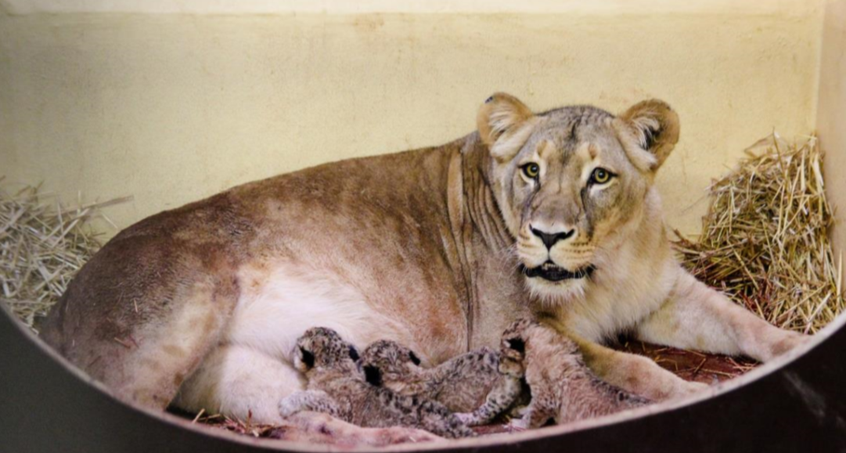 Sensation im Thüringer Zoopark Erfurt: Drei Löwenbabys geboren