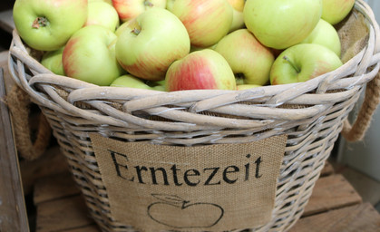 Die Apfelernte in Thüringen beginnt