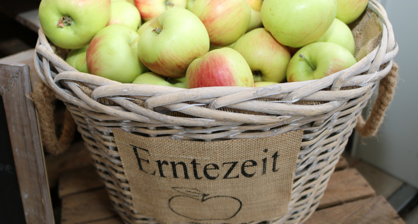 Die Apfelernte in Thüringen beginnt