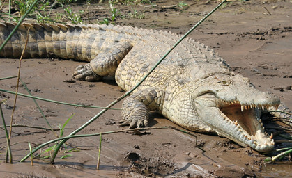 Unstrut-Krokodil jetzt im Kyffhäuserkreis?